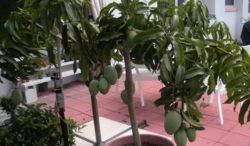 <b>芒果樹盆栽養殖與管理方法</b>