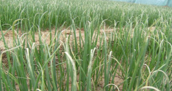 <strong>大蔥幹尖的原因及防治措施</strong>