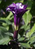 <strong>不適合送人的花，曼陀羅的花語是什麼？</strong>
