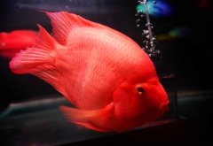 <strong>紅鸚鵡魚厭食的原因是什麼？解決方法是什麼？</strong>