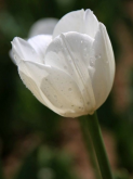 <strong>鬱金香適合送什麼人？鬱金香花語告訴您</strong>