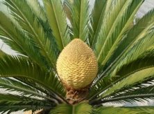 <strong>鐵樹的花語是什麼？鐵樹什麼時候開花</strong>