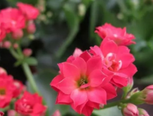 <strong>長壽花花語是什麼？長壽花適合送什麼人？</strong>