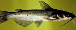 叉尾魚是什麼魚？能吃嗎？