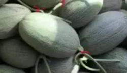 <strong>哈密瓜白粉病要怎麼防治好？</strong>