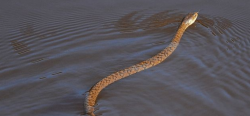 <strong>水蛇飼養方麵要點</strong>