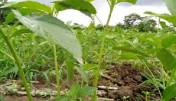 <strong>黃麻的種植時間與技術</strong>