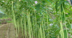<b>豇豆高產種植管理要點</b>