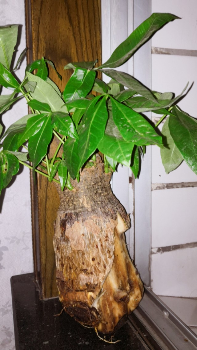 發財樹怎麼讓樹幹變粗？
