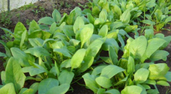 <strong>菠菜怎麼種植出苗快？</strong>