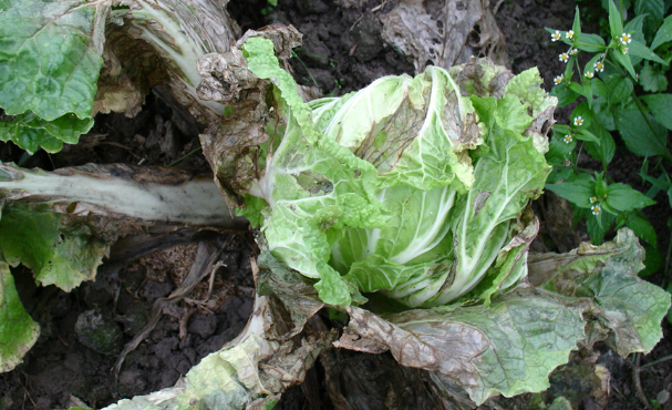 大白菜黑腐病與軟腐病有何區別?