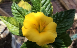 <strong>時鍾花的花語</strong>