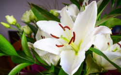 <b>百合花適合送給什麼人？寓意是什麼</b>