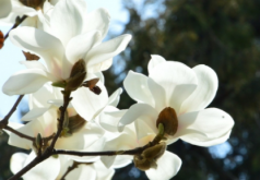 <strong>花木藍怎麼種植？花木藍的作用是什麼？</strong>