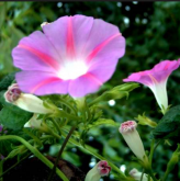 <strong>牽牛花喜歡長在什麼地方</strong>