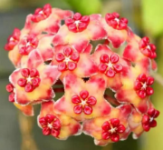 <strong>球蘭花的花語和寓意是什麼</strong>