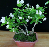 <strong>茉莉花怎麼養護長得好</strong>