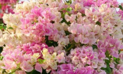<strong>10月三角梅，要“虐著養”，才能長出花苞，多去開花</strong>
