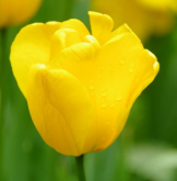 <strong>鬱金香花語</strong>
