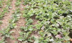 <strong>種植油菜越冬時需要注意什麼？</strong>