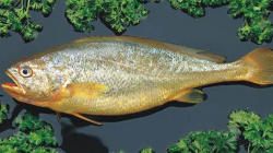 <strong>黃花魚的營養價值是什麼</strong>