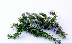 <strong> 迷迭香可以在家裏盆栽嗎？有啥好處？</strong>