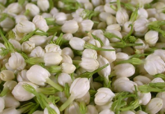 <strong>茉莉摘心留幾對葉片才好？怎麼養護好呢？</strong>