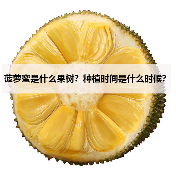 菠蘿蜜是什麼果樹?種植時間是什麼時候?
