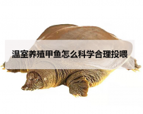 <strong>溫室養殖甲魚怎麼科學合理投喂</strong>