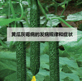 <strong>黃瓜灰黴病的發病規律和症狀</strong>