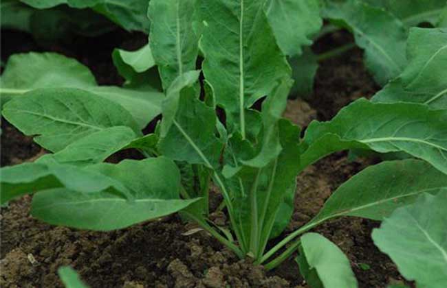 板藍根適合種植在什麼地方?