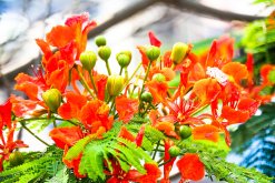 <strong>鳳凰花為什麼叫畢業花？</strong>