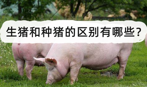 生豬和種豬的區別有哪些?