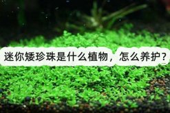 <strong>迷你矮珍珠是什麼植物，怎麼養護？</strong>
