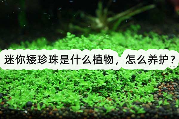 迷你矮珍珠是什麼植物，怎麼養護？