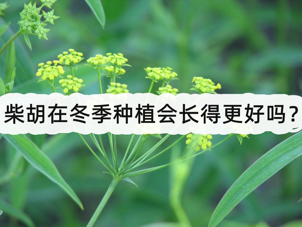 柴胡在冬季種植會長得更好嗎?