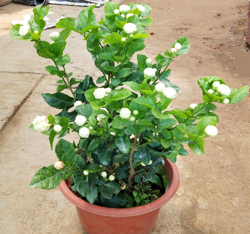茉莉花盆栽怎麼養長得好?