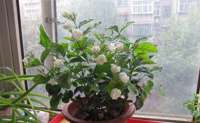 茉莉花盆栽怎麼養長得好?