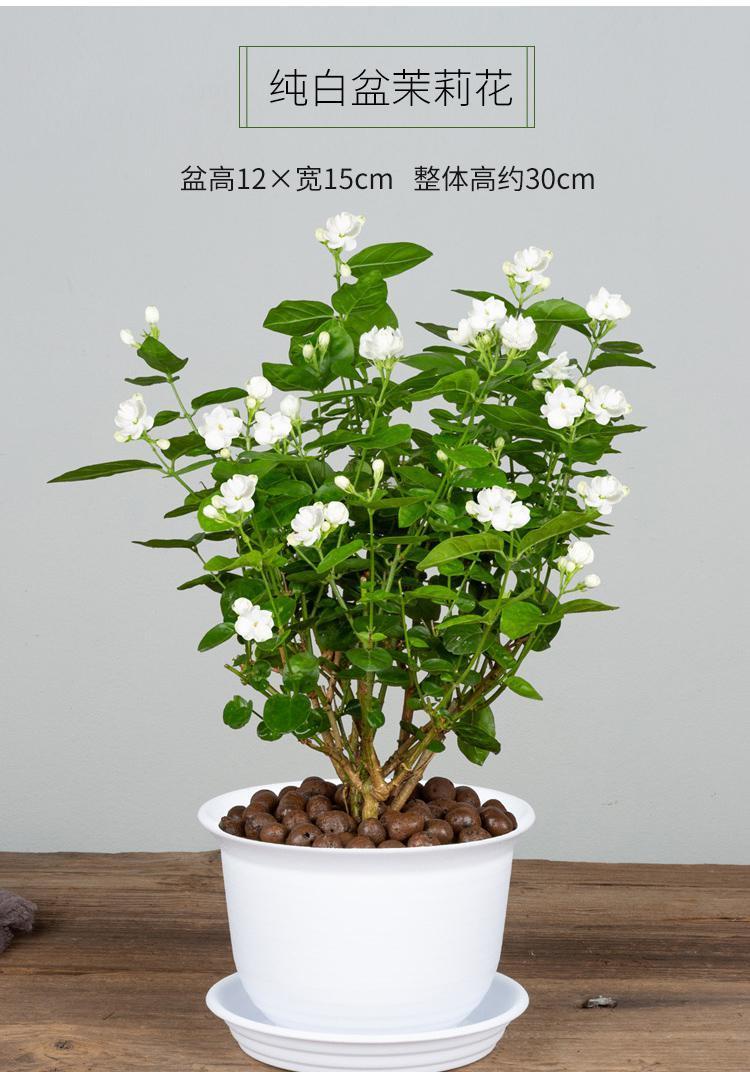 茉莉花盆栽怎麼養長得好?