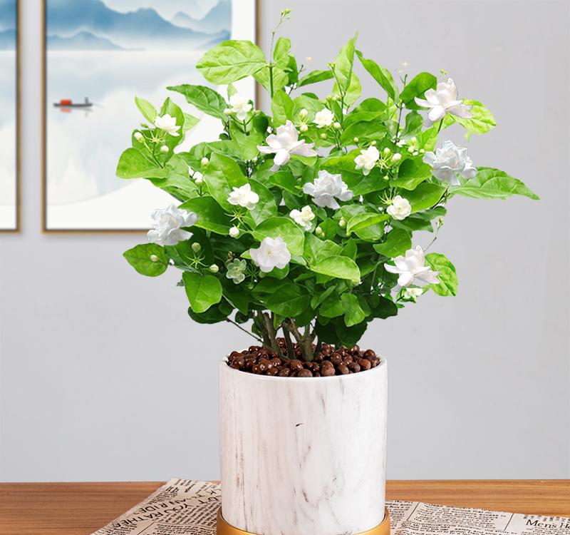 茉莉花盆栽怎麼養長得好?