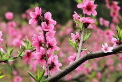 <b>養殖桃花的有效技巧</b>