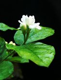 <strong>茉莉花茶在有什麼功效及飲用禁忌？</strong>