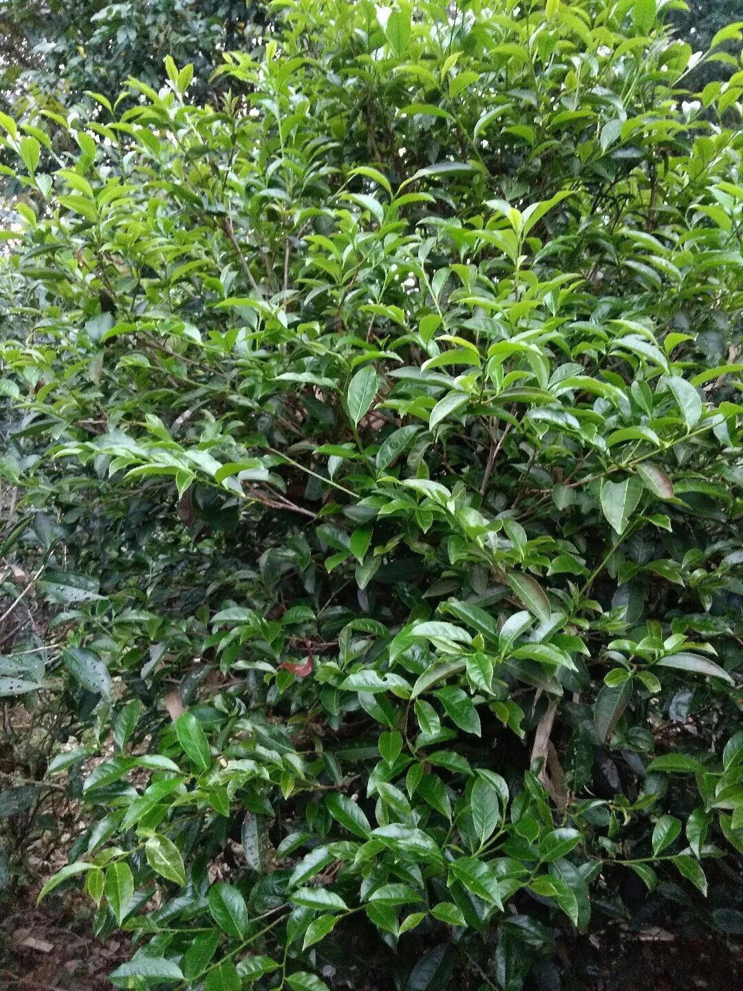 茶樹土壤和茶樹管理有多重要?