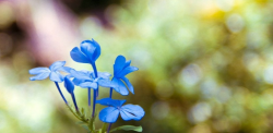 <strong>最適合夏天養的6種藍色係的花</strong>