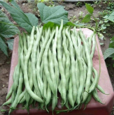 <b>豆角多久澆一次水</b>