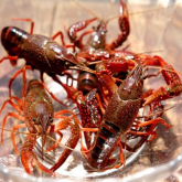 <strong>小龍蝦育苗季應該怎麼管理?</strong>