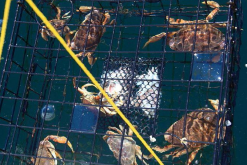 <strong>為什麼加州鱸魚和螃蟹可以混養?</strong>