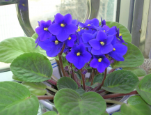 <strong>五月開什麼花及其花語</strong>