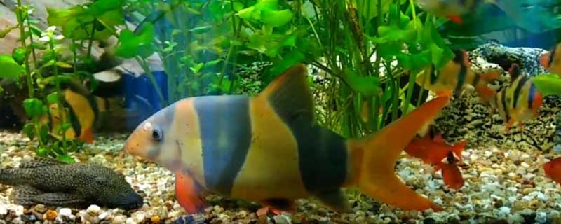 三間鼠魚能長多大,三間鼠魚能到多大的尺寸