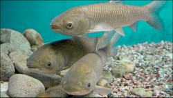 <strong>如何判斷草魚是否患上了肝膽綜合症？具體有哪些表現症狀呢？</strong>